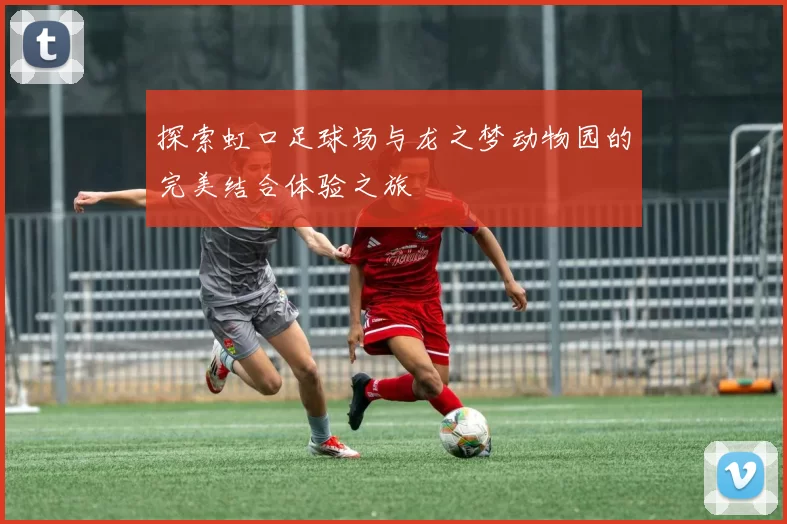 探索虹口足球场与龙之梦动物园的完美结合体验之旅